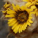 Espeletia congestiflora - Photo (c) MariaTeresa Becerra, todos los derechos reservados, uploaded by MariaTeresa Becerra