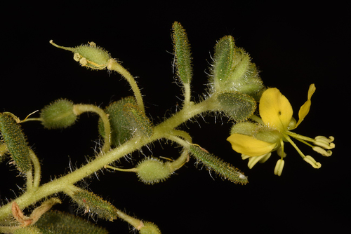 Cleome chrysantha