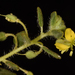 Cleome chrysantha - Photo (c) Ori Fragman-Sapir, todos los derechos reservados, uploaded by Ori Fragman-Sapir