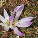 Colchicum szovitsii brachyphyllum - Photo (c) Ori Fragman-Sapir, all rights reserved, uploaded by Ori Fragman-Sapir