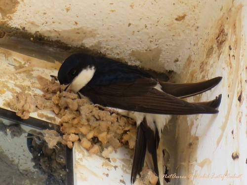 Western House Martin