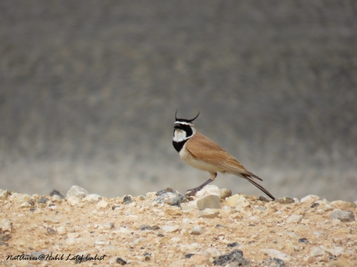 Temminck's Lark