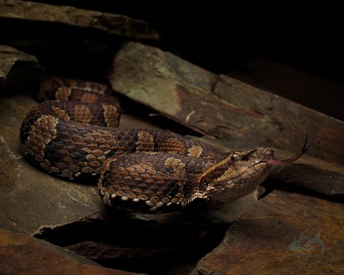 Trimeresurus gracilis Oshima, 1920