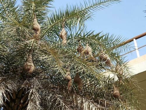 Baya Weaver
