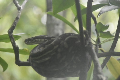 Coastal Carpet Python sighting