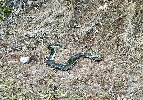 Diamond Python sighting