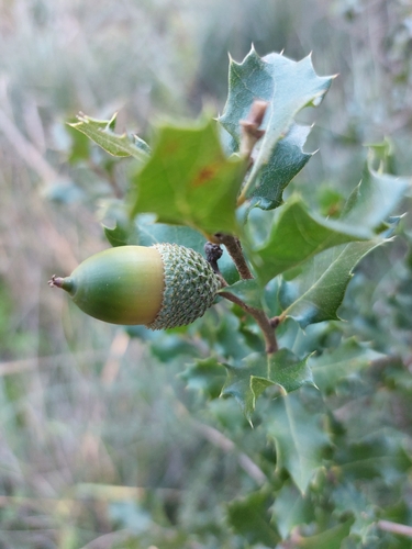 Quercus × eborense
