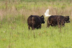 Bubulcus ibis image