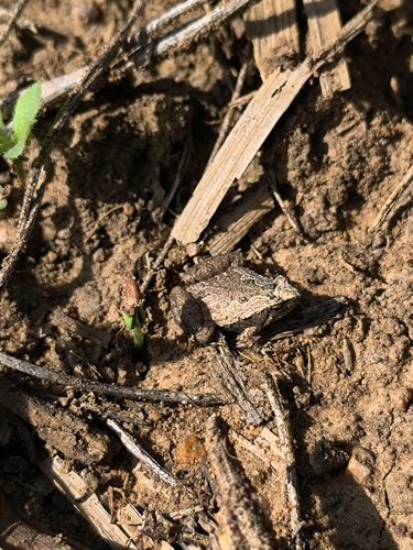 Mukhlesur's Narrow-mouthed Frog