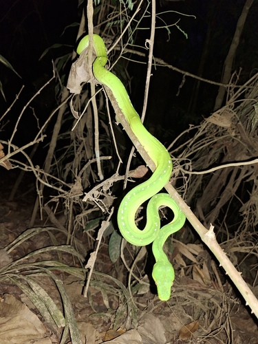 Southern Green Python sighting