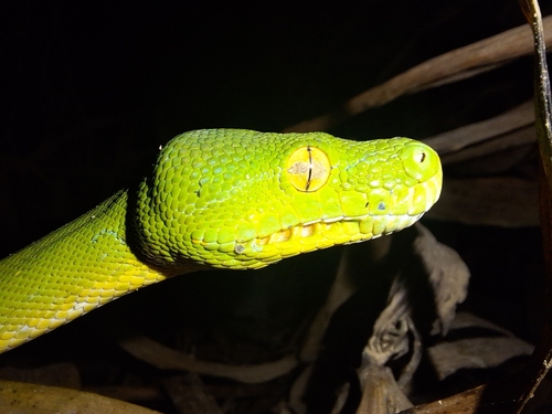 Southern Green Python sighting
