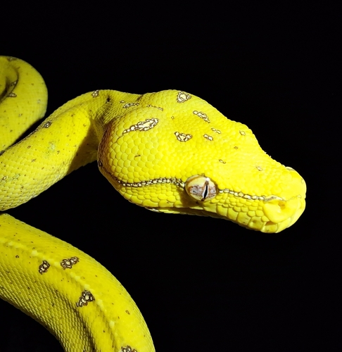 Southern Green Python sighting