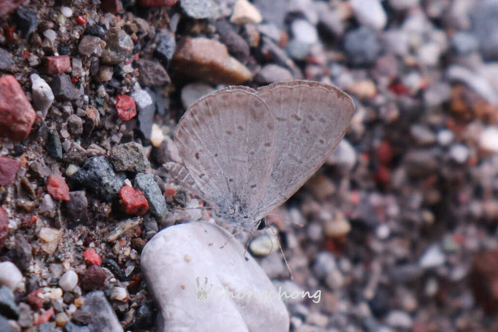 Gossamer Insects Gossamer-winged Butterflies from 中国四川省眉山市洪雅县 on August 7, 2023 at 09:24 ...
