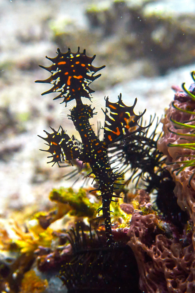 Ornate Ghost Pipefish