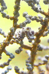 Pygmy Seahorse
