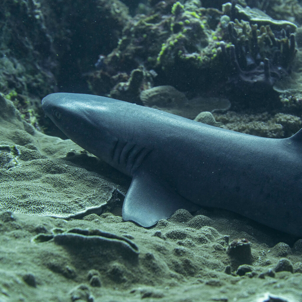 White-tip reef shark