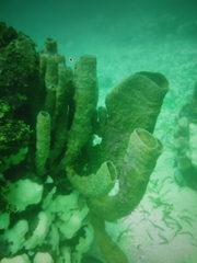 Tube Sponge
