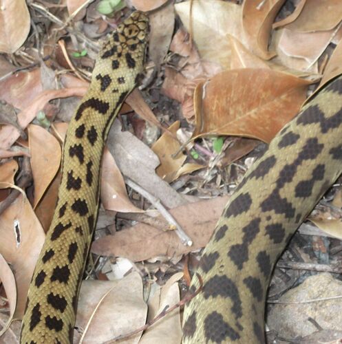 Spotted Python sighting