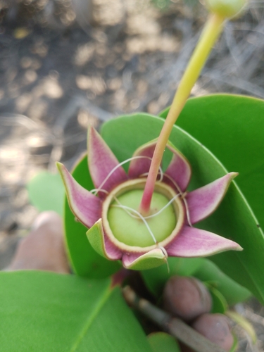 Apple Mangrove