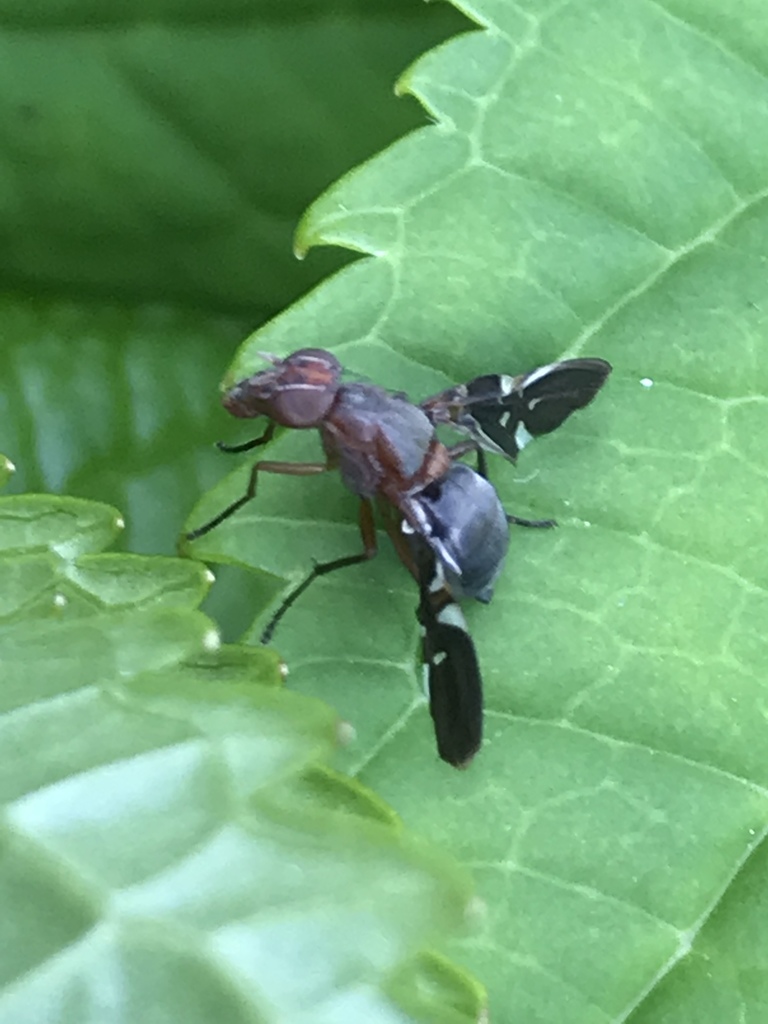 Winged Fly Common Picture-winged Fly from 50-58 Pound Ridge Rd, Bedford, NY, US on ...