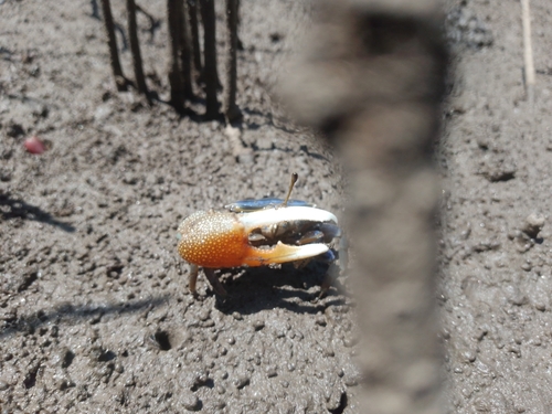 d'Urville's Fiddler Crab