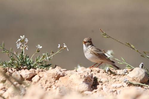 Mediterranean Short-toed Lark