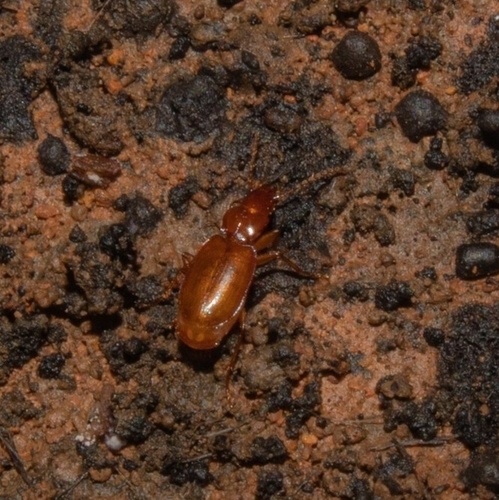 Perigona spelunca