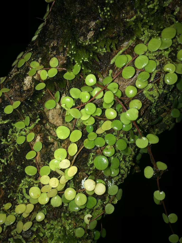 Tanaman Radiator radiator plants from Veraguas, PA on November 22, 2024 at 10:42 PM by ...