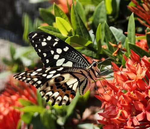 Lime Swallowtail