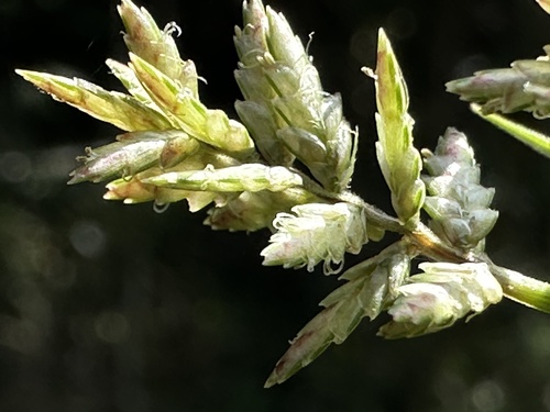 Cyperus pilosus Vahl