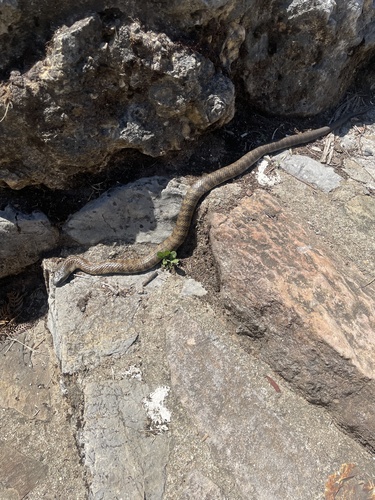 Tiger Snake sighting