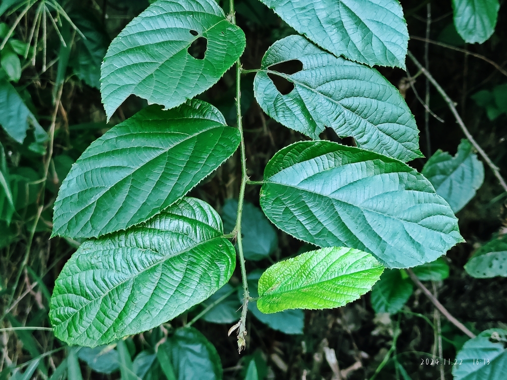 Rubus pirifolius (Rubus pirifolius)