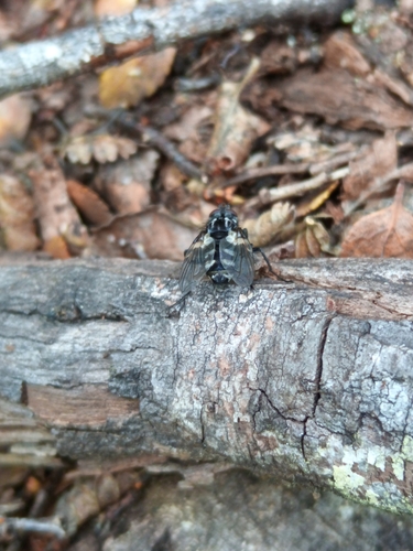 Dasyuromyia sarcophagidea