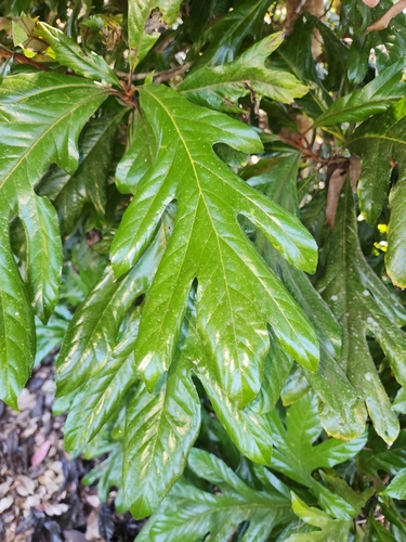 Athertonia diversifolia