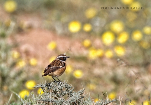 Whinchat