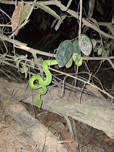 Southern Green Python sighting