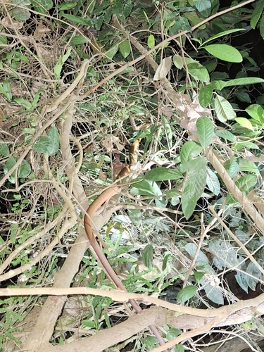 Brown Tree Snake sighting