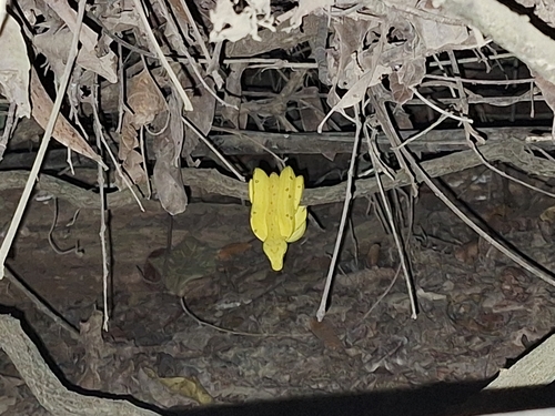 Southern Green Python sighting