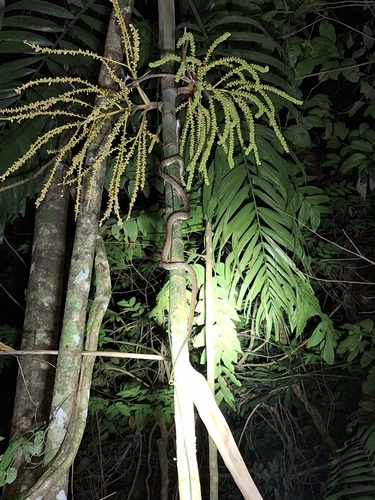 Brown Tree Snake sighting