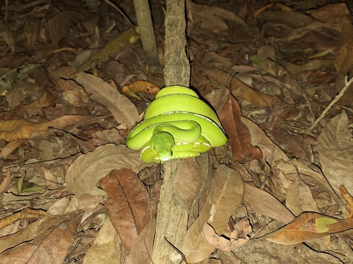 Southern Green Python sighting