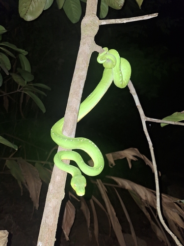 Southern Green Python sighting