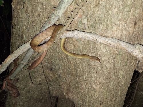 Brown Tree Snake sighting