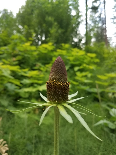showy coneflower (Rudbeckia alpicola)