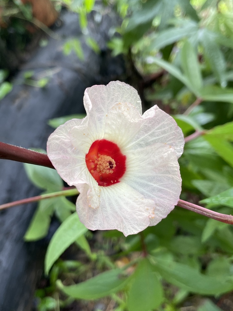 Hibiscus sabdariffa — a medium houseplant, prefers full sun light