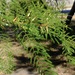 Acacia dolichocephala