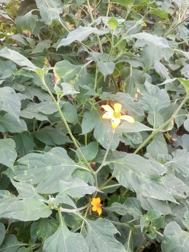 Mexican sunflower