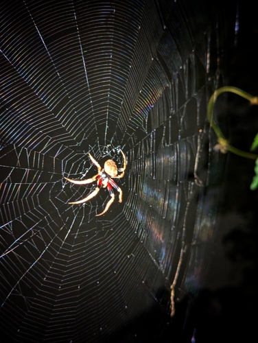Rough Twig Spider
