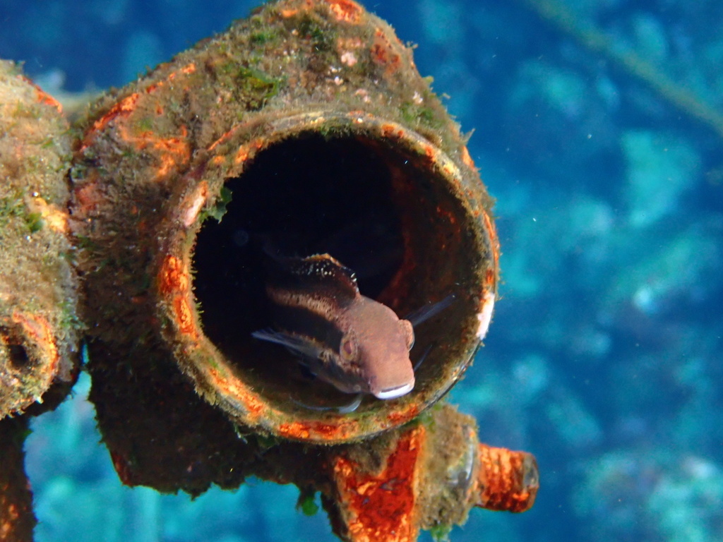 Japanese Demon Blenny