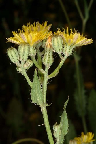 Hawk's-beard (Crepis aspera)