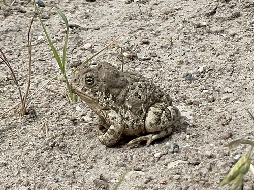 Woodhouse's Toad